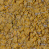 colour_Whim & Mustard Seed